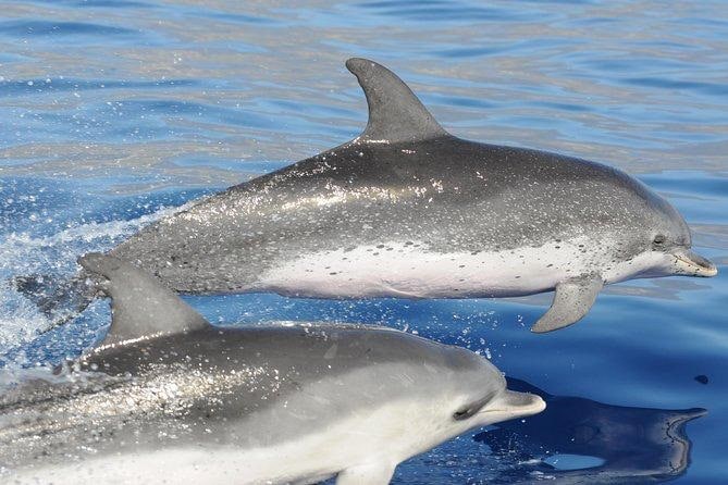 Foto de delfín moteado del Atlántico
