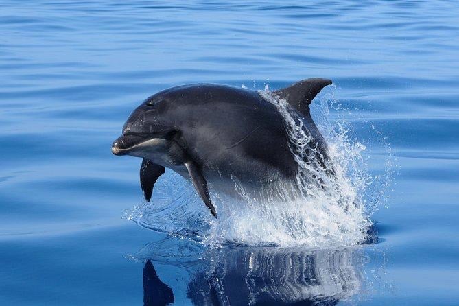 Foto de delfín mular o nariz de botella