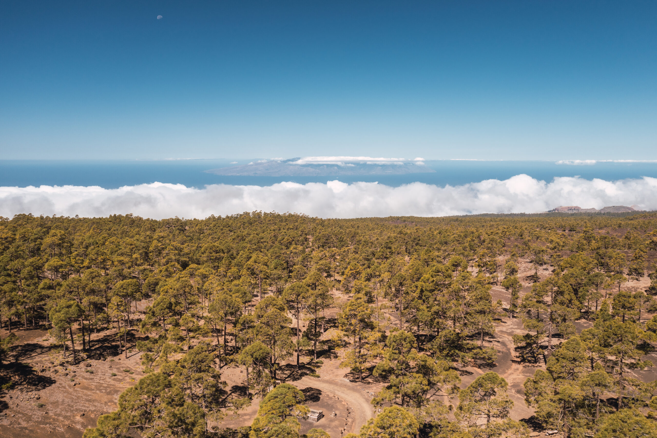 Corona-Forestal_HD_1